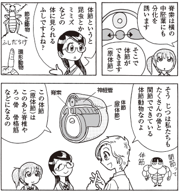 bb_p180_体節って.jpg