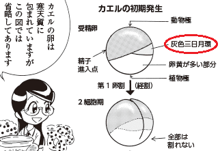 bb_p173_1_灰色三日月.png