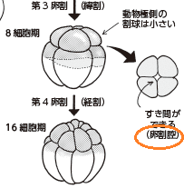 bb_p173_2_卵割腔.png