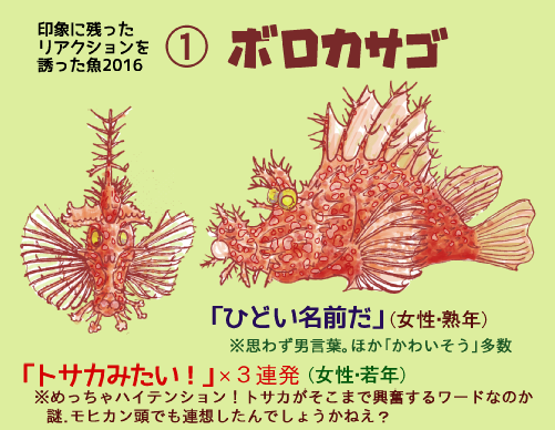 推し魚2016_1_ボロカサゴ.png