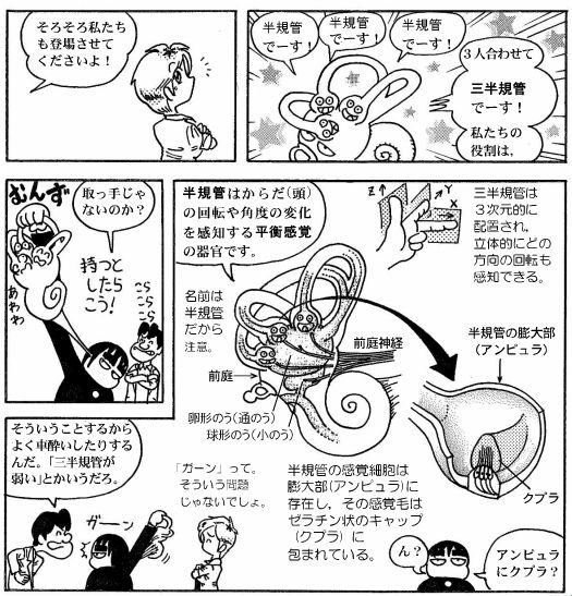 耳の構造(10)-2