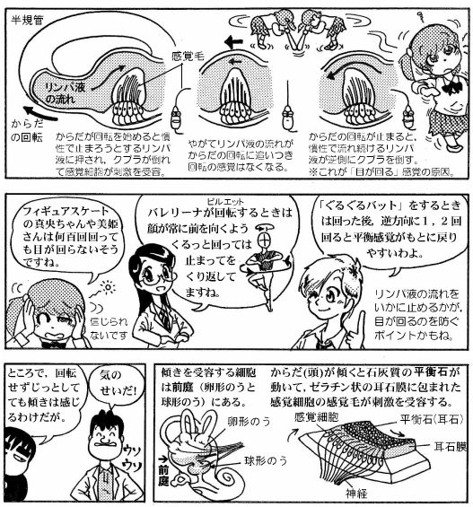 Lesson４-02 （p11）「目が回る」回っているのは耳の液: 【漫画高校生物】マンガでわかる！超・高校生物入門 （旧「萌えろ！高校生物I・II」）