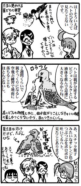 moebio100616 ハトひな2.jpg