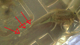 カブトエビの白い糞