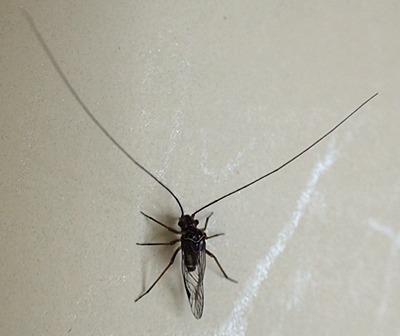 虫 触覚 長い 台所に発生する虫の種類！白い、黒い、小さい、細長いのは何の虫？｜www.proinnovate.co.uk（暮らすラボ）