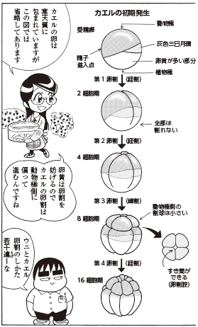 bb_p173_カエル初期発生1.jpg