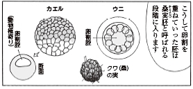 bb_p174下_カエル初期発生2.jpg