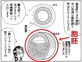 bb_p175上_カエル初期発生3.jpg