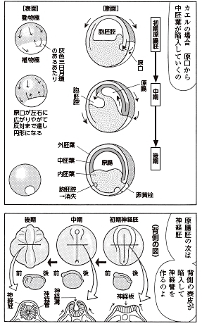 bb_p179_カエル初期発生4.jpg