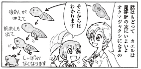 bb_p184下_カエル初期発生6.jpg