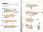 はじめていねい生命連続編 オタマジャクシ発生