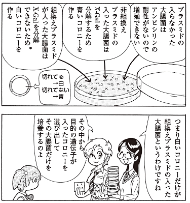 bb_p250_遺伝子組換え.jpg