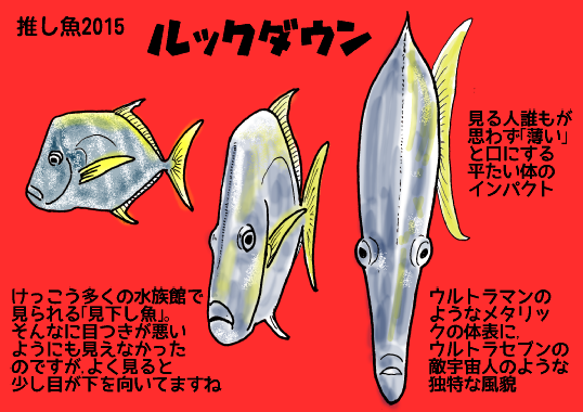 2015推し魚ルックダウン.png
