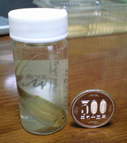 090709 カブトエビand五百円玉.jpg