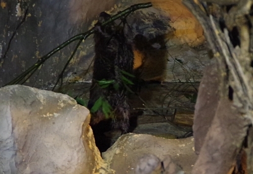 1708東武動物公園-アメリカビーバー_枝運び_Moment.jpg