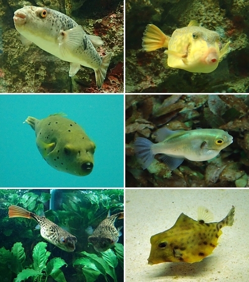 200314_10-2しものせき海響館0209o フグ6種-tile.jpg
