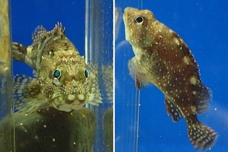 200314_18しものせき海響館0209o カサゴとウッカリカサゴ-tile.jpg