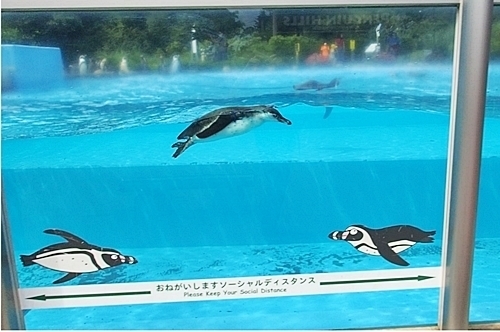 200809埼玉C zoo_60_0801o (4)フンボルトペンギン_亜成鳥_遊泳.MOV.jpg