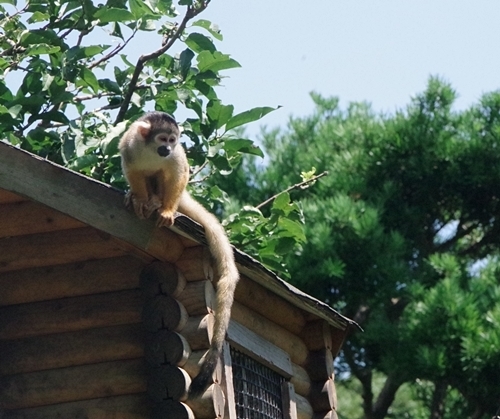 行ってきた ふれあいたっぷり 伊豆シャボテン動物公園 1 漫画高校生物 マンガでわかる 超 高校生物入門 旧 萌えろ 高校生物i Ii