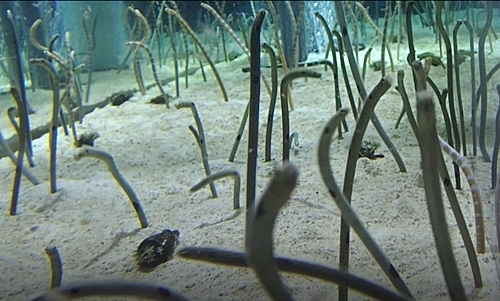 2011 チンアナゴの日10_すみだ水族館1111o (4mov)よりエサ投入直後.jpg