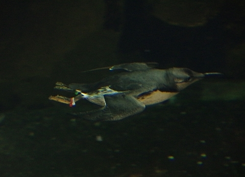 行ってきた 葛西臨海水族園11月 2 隠し鰭と人鳥の執着 漫画高校生物 マンガでわかる 超 高校生物入門 旧 萌えろ 高校生物i Ii