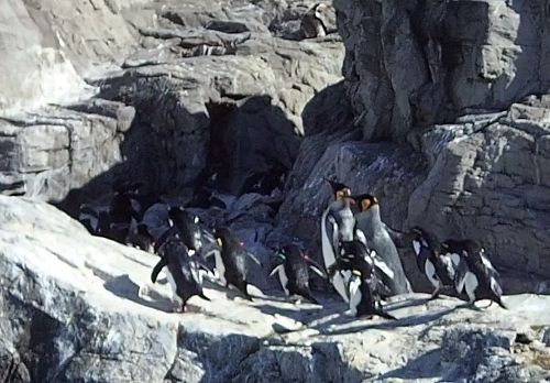 201122-138葛西臨海公園1121o (5)ペンギン大移動_Moment.jpg