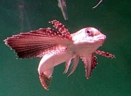 行ってきた 葛西臨海水族園11月 2 隠し鰭と人鳥の執着 漫画高校生物 マンガでわかる 超 高校生物入門 旧 萌えろ 高校生物i Ii