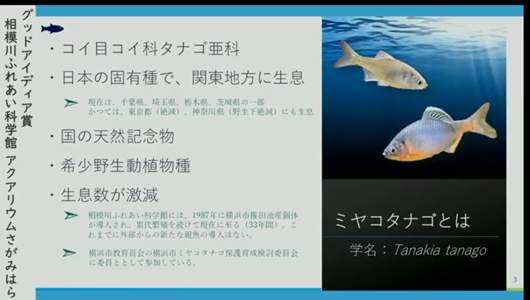 201205エンリッチメント大賞-29_Screenshot_20201205 (80)アクアリウムさがみはら_ミヤコタナゴ.png