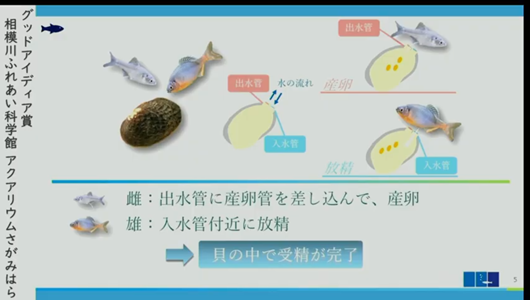 201205エンリッチメント大賞-30_Screenshot_20201205 (82)アクアリウムさがみはら_ミヤコタナゴ.png