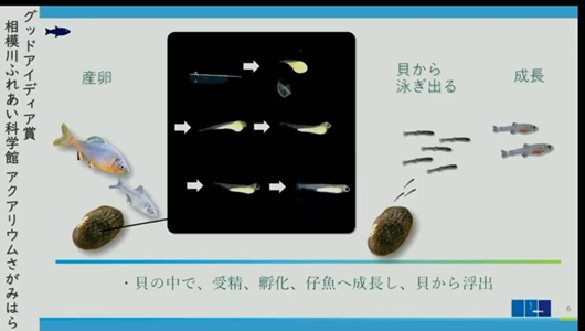 201205エンリッチメント大賞-31_Screenshot_20201205 (84)アクアリウムさがみはら_ミヤコタナゴ.png