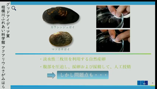 201205エンリッチメント大賞-32_Screenshot_20201205 (86)アクアリウムさがみはら_ミヤコタナゴ.png