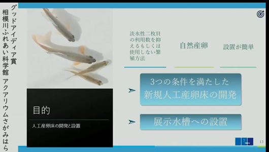 201205エンリッチメント大賞-35_Screenshot_20201205 (93)アクアリウムさがみはら_ミヤコタナゴ.png