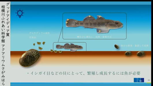 201205エンリッチメント大賞-39_Screenshot_20201205 (108)アクアリウムさがみはら_ミヤコタナゴ.png