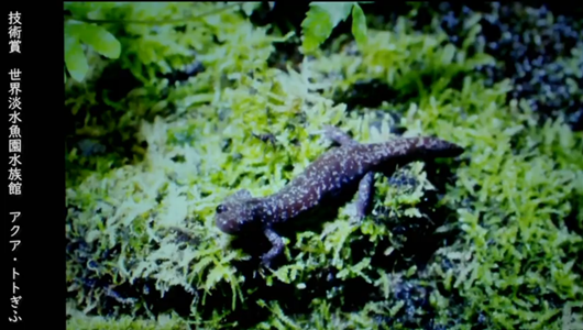 201205エンリッチメント大賞-41_Screenshot_20201205 (113)アクアトトぎふ_マホロバサンショウウオ.png