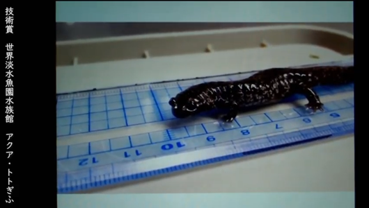 201205エンリッチメント大賞-48_Screenshot_20201205 (128)アクアトトぎふ_マホロバサンショウウオ.png