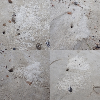 20191025_南紀白浜_白良浜2-1020 穴-tile.jpg