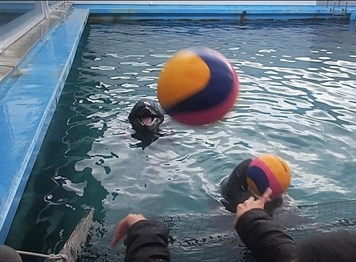 20200114 伊勢シーパラ_56_0104om(10)イルカキャッチボール01.jpg