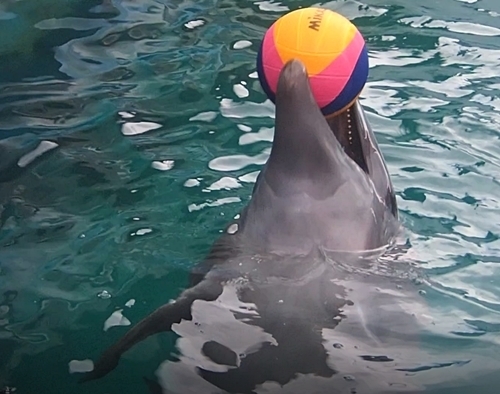 20200114 伊勢シーパラ_57_0104om(9)イルカキャッチボール03.jpg