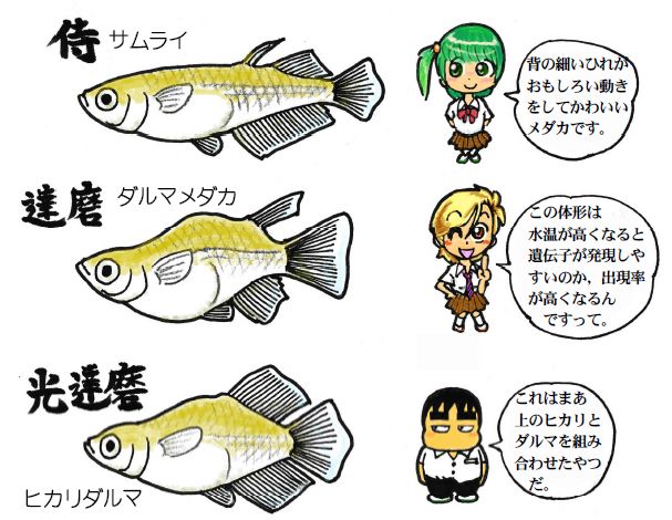moebio100816 メダカ品種1-2.jpg