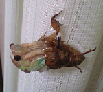 090728 セミ脱皮2121.jpg