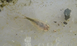 100912 ベランダカブトエビ.jpg