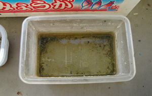 100912 ベランダ空き水槽.jpg
