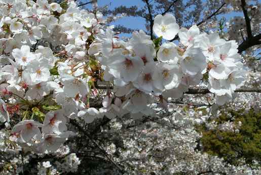 110417_桜 110413_03tr.jpg