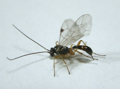110417_虫_0416tr.jpg