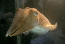 140517 02RECJ.JPG