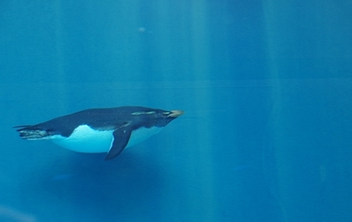 行ってきた しまね海洋館aquas 後編 山陰のペンギン王国 漫画高校生物 マンガでわかる 超 高校生物入門 旧 萌えろ 高校生物i Ii